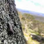 The Bogong moth